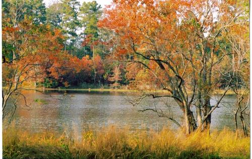Fall foliage, Lake Jane, Fairway Farm, San Augustine