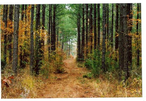 A typical forest in the fall, San Augustine County