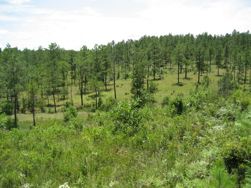 The area known as the Stagestand Hills on present day Peason Ridge Military Reservation. This is the area where some of the gold that was stolen may have been buried.