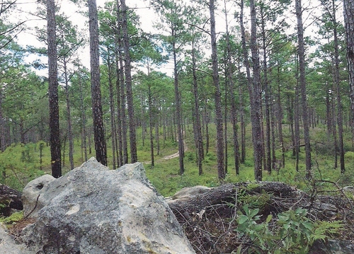 View from the top of the hill where Murrell’s Cave was located. In the background Is the road leading into that section of the Kisatchie National Forest. Photo taken by the Vernon Parish Tourism group.