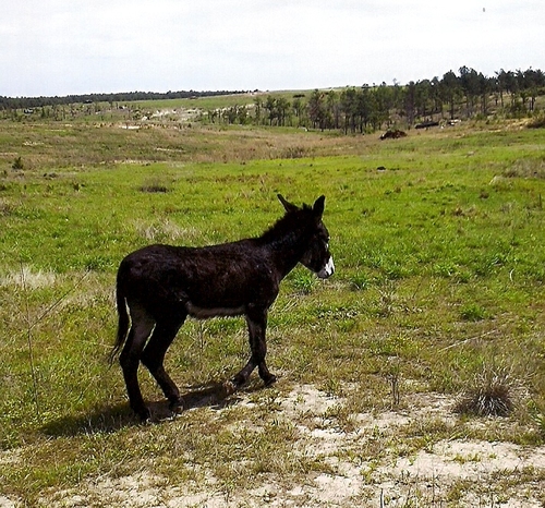 Our new little mule friend that came to us on the tour in the middle of the range. (Rickey Robertson Collection)
