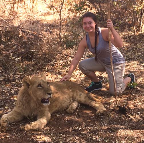 Krista ward posing with one of the lions at Antelope Park in Zimbabwe