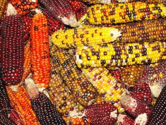 a photo of flint corn or Indian corn