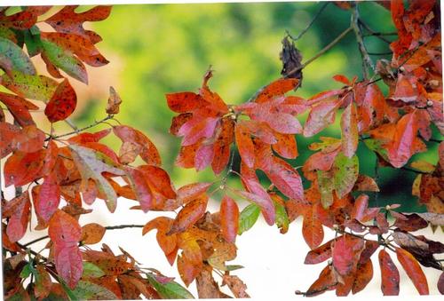 Typical fall foliage, the sassafras
