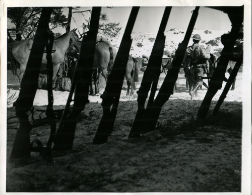 Saddled cavalry mounts with stacked rifles in the foreground during the Louisiana Maneuvers of 1941 (Rickey Robertson Collection)