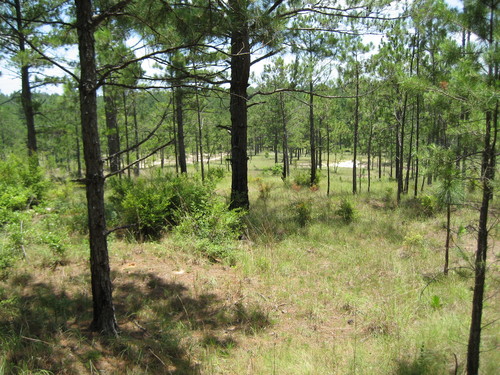 Visible is the old stagecoach road bed that crossed present day Peason Ridge.