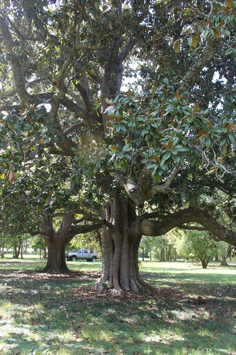 Original Magnolias in the Front Lawn