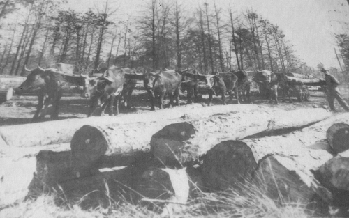 Ox team skidding logs for Peavy-wilson Lumber Company. Ora Robertson, owner of the ox team is in the background driving the team. (Rickey Robertson Collection)