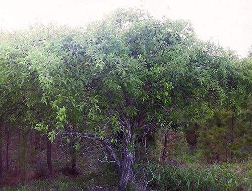 The old plum tree still stands at the old Dowden Homeplace located on Peason Ridge, 71 years after the owners moved.