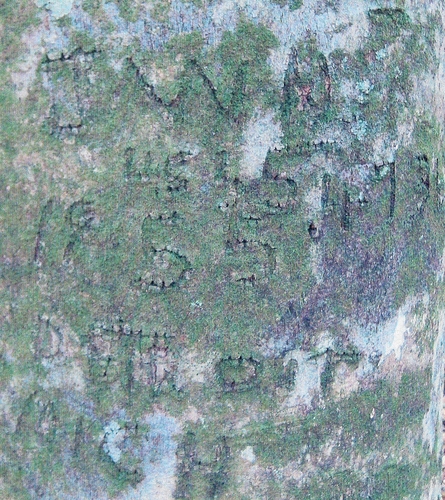 A reminder of Exercise Sage Brush near Peason, Louisiana found by the author is a carved beech tree with 