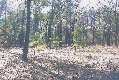 View of the west corral located at the Peavy-Wilson Corral Site. (Rickey Robertson Collection)