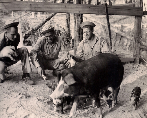 3 soldiers from Chicago get to see their first sow and pigs during the Louisiana Maneuvers near Winnfield. (Rickey Robertson Collection)