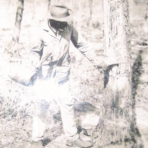 Black “turpentiner” preparing the pine tree so that pine resin could be gathered in cups for processing. (Rickey Robertson Collection)