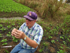 Dr. Leon Young inspects Rhizobium nodules on the roots of the common bean plant. Rhizobium are bacteria that form a symbiotic relationship with legume plants to fix nitrogen from the air into the plant, improving soil fertility.