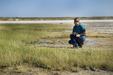 The declining shorebird uses Texas’ saline lakes for nesting and stopover habitats during migration.