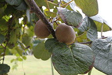 The varieties trialed at SFA Gardens, known as golden kiwis, have a smooth skin and golden colored flesh, a departure from the fuzzy-skinned, green-fleshed variety typically found at grocery stores.