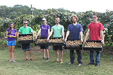 SFA Gardens student workers show off the approximately 140 pounds of golden kiwis harvested.