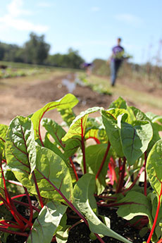The 15 varieties of Swiss chard used in the trial feature a variety of colors, which make the plants a promising option for gardeners who desire both edible and ornamental qualities in their plants.