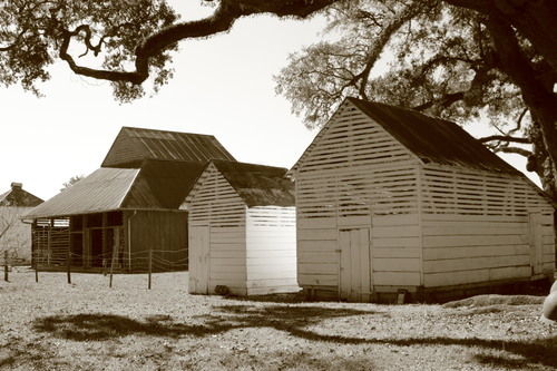 2016 Oct 29 - Oakland Plantation 4