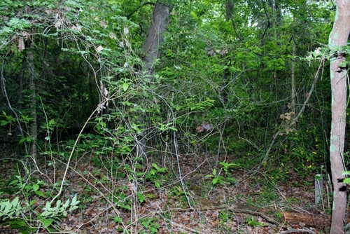 March 31, 2012 - Teutsch Cemetery 1