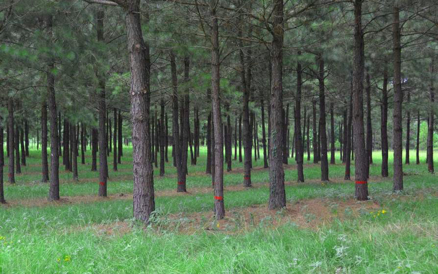 pine tree agroforestry programs research area