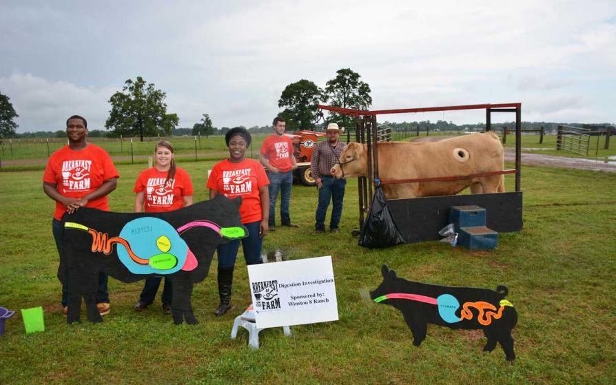 Group of students with diagram and a cow