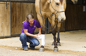 student wrapping a horse's leg