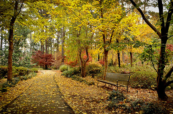 arboretum fall