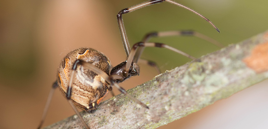 Texas nonnative species of the brown widow spider. Photo by Ashley Wahlberg