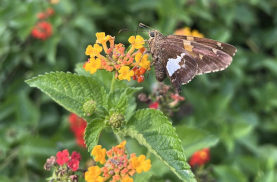 A butterfly rests on a lantana flower