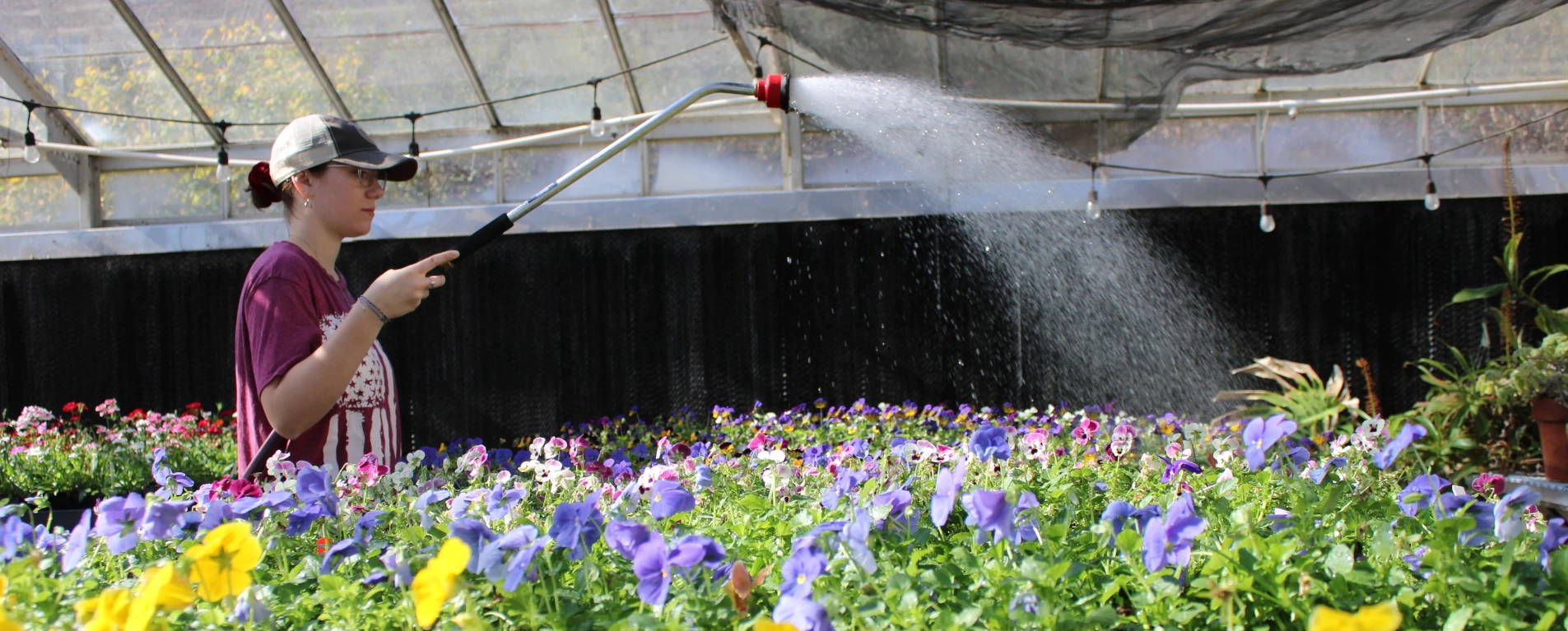 agriculture student tending to plants in a greenhouse