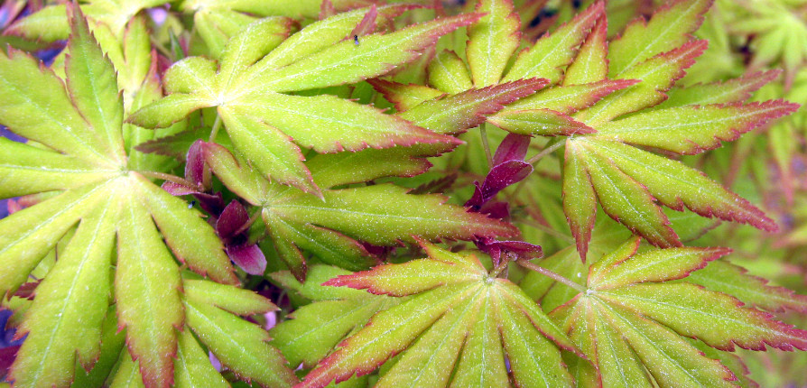Acer palmatum's light green leaves with red border accents are shown in the spring