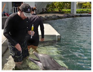 Dr. Jason Bruck, assistant professor of biology at SFA, collects a sample of urine from a dolphin at Dolphin Quest Oahu to be used in an experiment to understand how dolphins use signature whistles. Photo courtesy of Dr. Jason Bruck