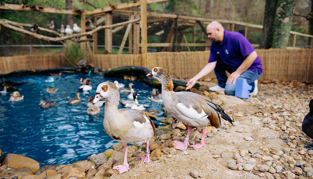 Maple offers food to one of the ducks enjoying a swim in the aviary while a pair of Egyptian geese takes a stroll around the pond. Photo by Gabrielle Czapla '20