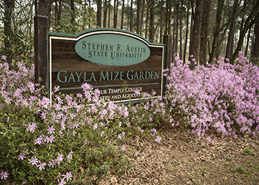 Gayla Mize Garden