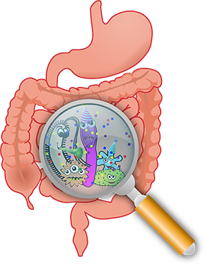 clip art of a human digestive system