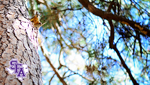 Zoom Background 6 - Twiggy Up a Tree