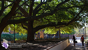 Zoom Background 18 - Large Tree on Campus