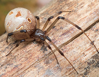 Texas nonnative species of the brown widow spider