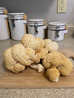 Lion's Mane mushrooms