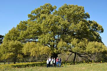 Pictured is Nacogdoches resident Sue Ellen Law and her family with their Southern red oak, which won the 2018 categories of largest crown spread and largest circumference.