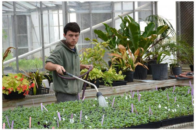 Junior horticulture major Jevon Richeson waters plants in the SFA Plantery.