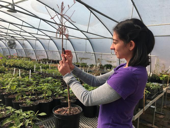 Jordan Cunningham, greenhouse technician at Stephen F. Austin State University, grafts a bald cypress tree in preparation for the Feb. 29 budding and grafting seminar at SFA Gardens.