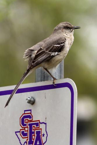 photo of small bird on SFA parking sign