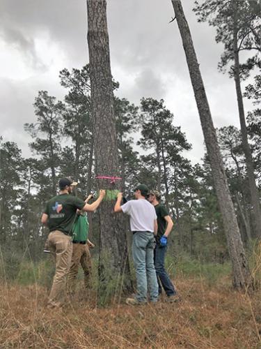 SFA forestry students Chris Longman, Tristan Clayton, Brian Smith and Andre Saenz paint a green band on a cavity tree used by the endangered red-cockaded woodpecker in W.G. Jones State Forest. 