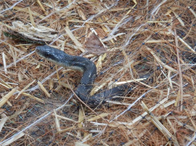 A Western ratsnake seen entangled in erosion control material during a field survey conducted by U.S. Forest Service field technicians.