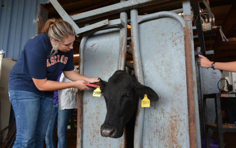 Woman tagging a cow's ear in SFA's animal science programs