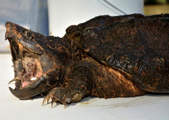 an alligator snapping turtle