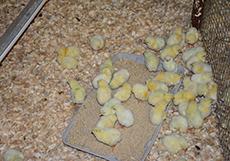  Chicks feed at the SFA Broiler Research Center.