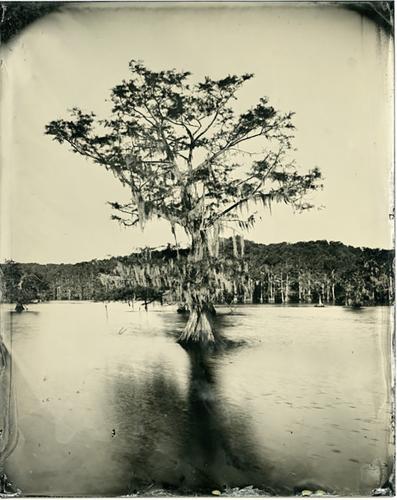 Dr. Bill Nieberding’s Caddo Lake tintype